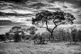 We did not find results for: Awesome South Africa Collection B W African Landscape With Acacia Tree I Photographic Print Philippe Hugonnard Art Com