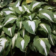 Night Before Christmas Hosta Plants Shade Plants Hostas