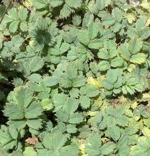 Image result for Holubia saccata