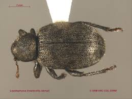 Image result for Leptaulus