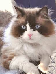 Black And White Ragdoll Cat Price Milo Seal Point Bicolour Ragdoll Ragdoll Cat Cats And Kittens Animals