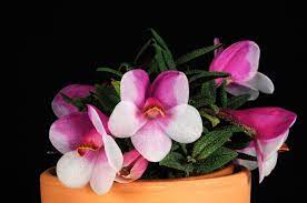 Dendrobium Cuthbertsonii White Halo Am Aos 81pts Tokyo Orchid Nursery Orchid Nursery Orchids Cool Plants