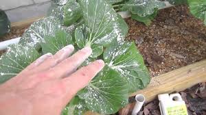Garden pest control is a constant battle in an organic garden but your body (and the environment) will thank you! 10 Organic Pest Control Methods Gardening Channel