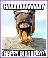 Funny Animal Birthday Meme Haaaaaaay Happy Birthday Funny Horses Laughing Horse Funny Horse Face
