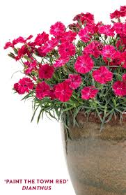 Pin On Perennials For Containers