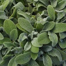 Image result for Stachys