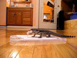 5 Month Old Argentine Black And White Tegu Eating Youtube Argentine black and white tegus are large lizards that can reach nearly five feet in length.