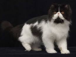 Black And White Cat Pictures To Color Persian Cats Black And White Pets Photos