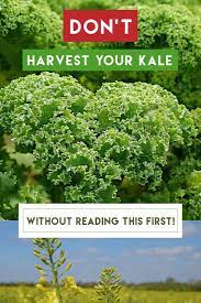 Learning How To Harvest Kale Important Do S Don Ts Properly Rooted Harvesting Kale Kale Plant Vegetable Garden For Beginners