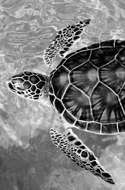 Best Black And White Nature Photos Photography Black And White Sea Swimming 19 Best Ideas Animals Black And White Black And White Portraits Black And White Aesthetic