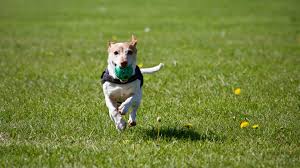 Check spelling or type a new query. Veterinarian And Animal Hospital In Williamston Mi Williamston Animal Clinic