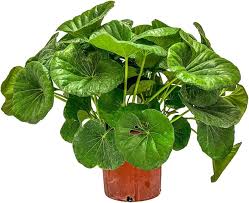 Image result for Farfugium japonicum