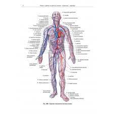 Также вы можете скачать бесплатно: Atlas Anatomii Cheloveka V 4 H Tomah Dostavka Po Evrope