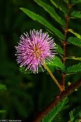 Image result for Chamaecrista fenarolii