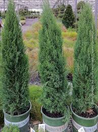 Image result for Cupressus sempervirens