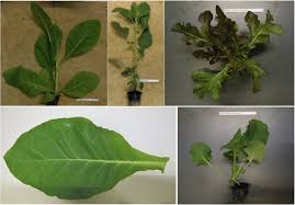 We did not find results for: Different Kinds Of White Led Light Induce Different Plant Responses