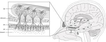 Image result for Olfactory Training