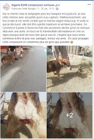 Maybe you would like to learn more about one of these? Help Stray Animal In Algeria By Billy For Compassion Humanity And Empathy B C H E Algeria