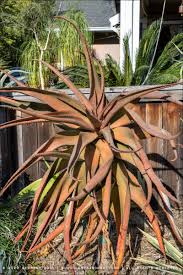 Image result for Aloe spicata