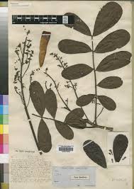 Image result for Limnophyton angolense