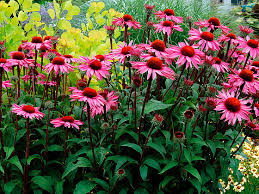 Plants: Echinacea - Northeast Nursery