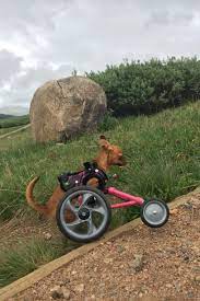 41 heartwarming photos that will restore your faith in humanity dog wheelchair heartwarming photos funny dog pictures