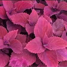 Nama bunga yang daunnya merah. Tanaman Hias Miana Merah Daun Miana Merah Shopee Indonesia