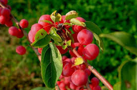 These and other popular fruit trees, like fig or persimmon, are staples of summer. 15 Tree Fruit And Nuts Nc State Extension Publications