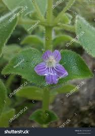 Image result for Nelsonia canescens