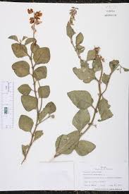 Image result for Crotalaria verrucosa