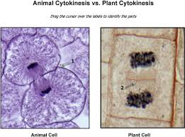 Maybe you would like to learn more about one of these? Download Hd Plant Cytokinesis Images Cytokinesis In Plant Cells Microscope Transparent Png Image Nicepng Com