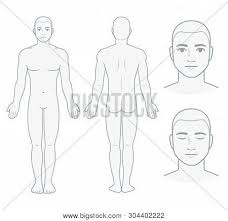 The gallbladder is an organ in the human digestive system. Male Body And Face Chart Front And Back View With Head Close Up Blank Man Body Template For Medical Infographic Isolated Vector Illustration Poster Id 304402222