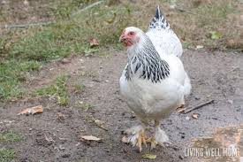 Best top controversial old random q&a live (beta). How To Tell Hens And Roosters Apart What S The Difference