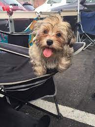 I will be your best friend forever, no questions asked! Pittsburgh Pa Havanese Meet Bandit A Pet For Adoption