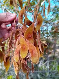 Image result for Dalbergia fischeri