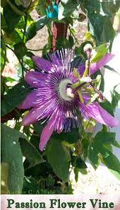 The fruits are brown to purple and are not only delicious but contain enzymes that act as digestive stimulants. Author C A Salo Writing Inspiration Passion Flower Vine Passion Flower Vine Passion Flower Writing Inspiration