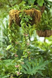 They grow in moderate temperate regions for. Fertilizing A Wax Plant How And When To Feed A Hoya Plant