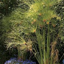 Image result for Cyperus dives