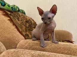 There are reports of this mutation occurring in france, austria, the czech republic fur: Sphynx Cats Kittens For Sale Friday Ad