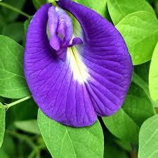 Image result for Clitoria ternatea