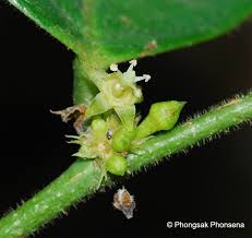 Image result for Cleistanthus schlechteri