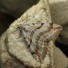 Image result for Aplocera efformata