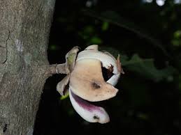 Image result for Uvariodendron