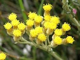 Image result for Helichrysum keilii