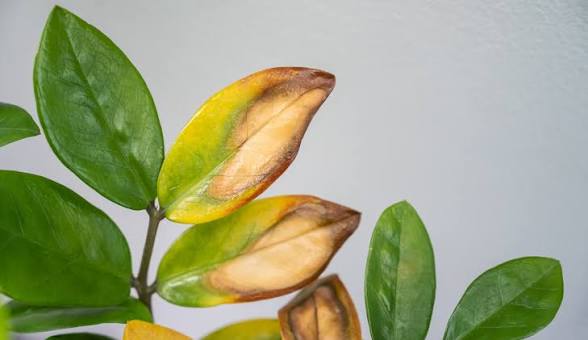 House Plants 2026