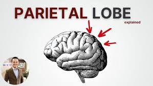 Image result for Parietal Lobe