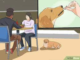 3 Ways To Keep A Dog From Sneaking Human Food Wikihow
