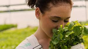 Health benefits and ways to use lemon balm