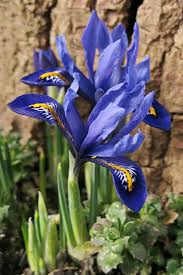 This is also the best time (plants are normally dormant during the heat of july and august) to divide and replant iris that have become overcrowded, usually after three to five years. Dwarf Iris Bulbs