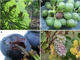 Image result for Lobesia botrana grapevine